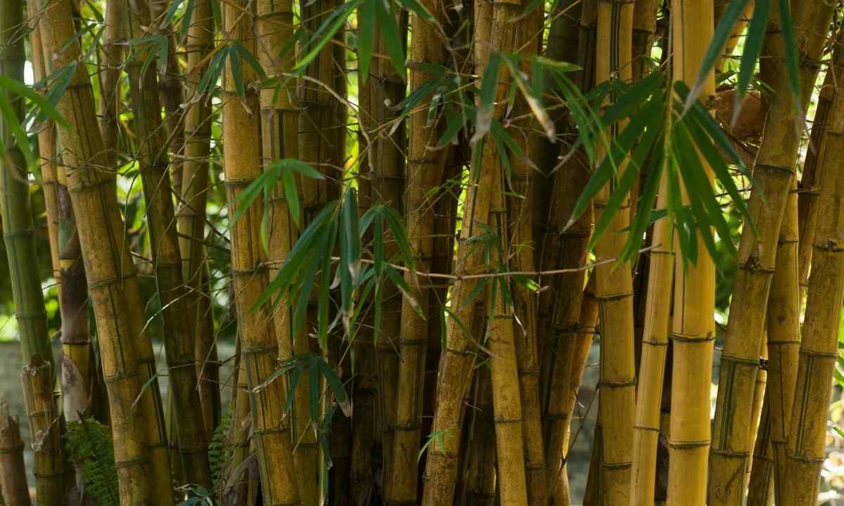 How to grow up bamboo