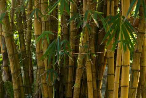 How to grow up bamboo