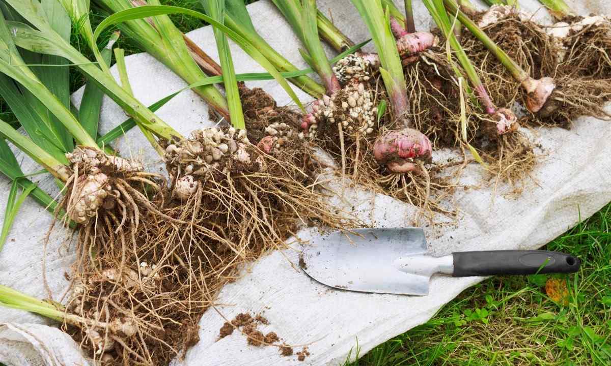 How to store gladioluses in the winter