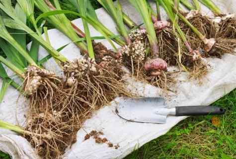 How to store gladioluses in the winter