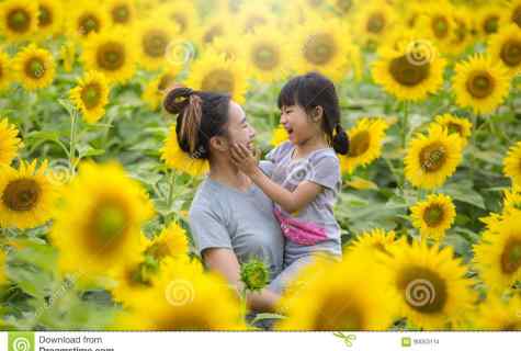 How to grow up girasol on the site