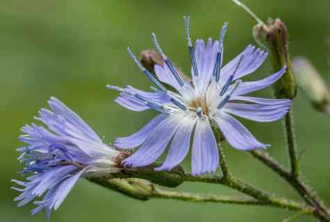How to plant chicory