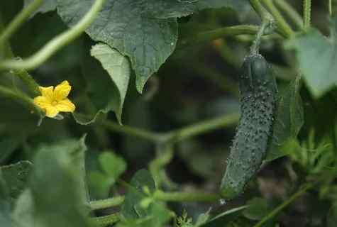 Why at cucumbers leaves grow white