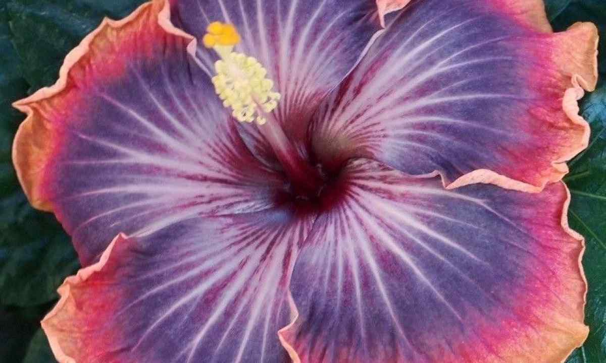 Hibiscus: magnificent charm