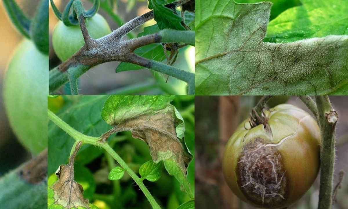 Phytophthora of tomatoes