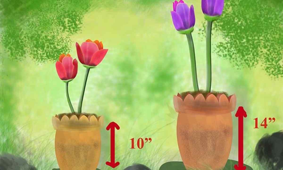 How to put and grow up tulips