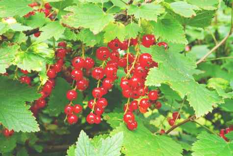 How to plant red currant