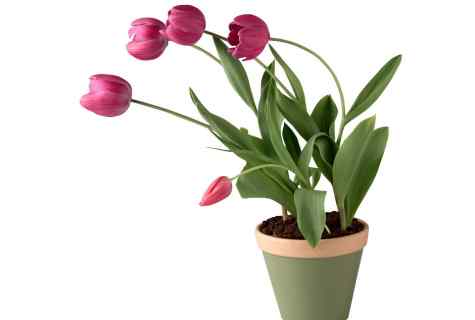 How to transplant tulips