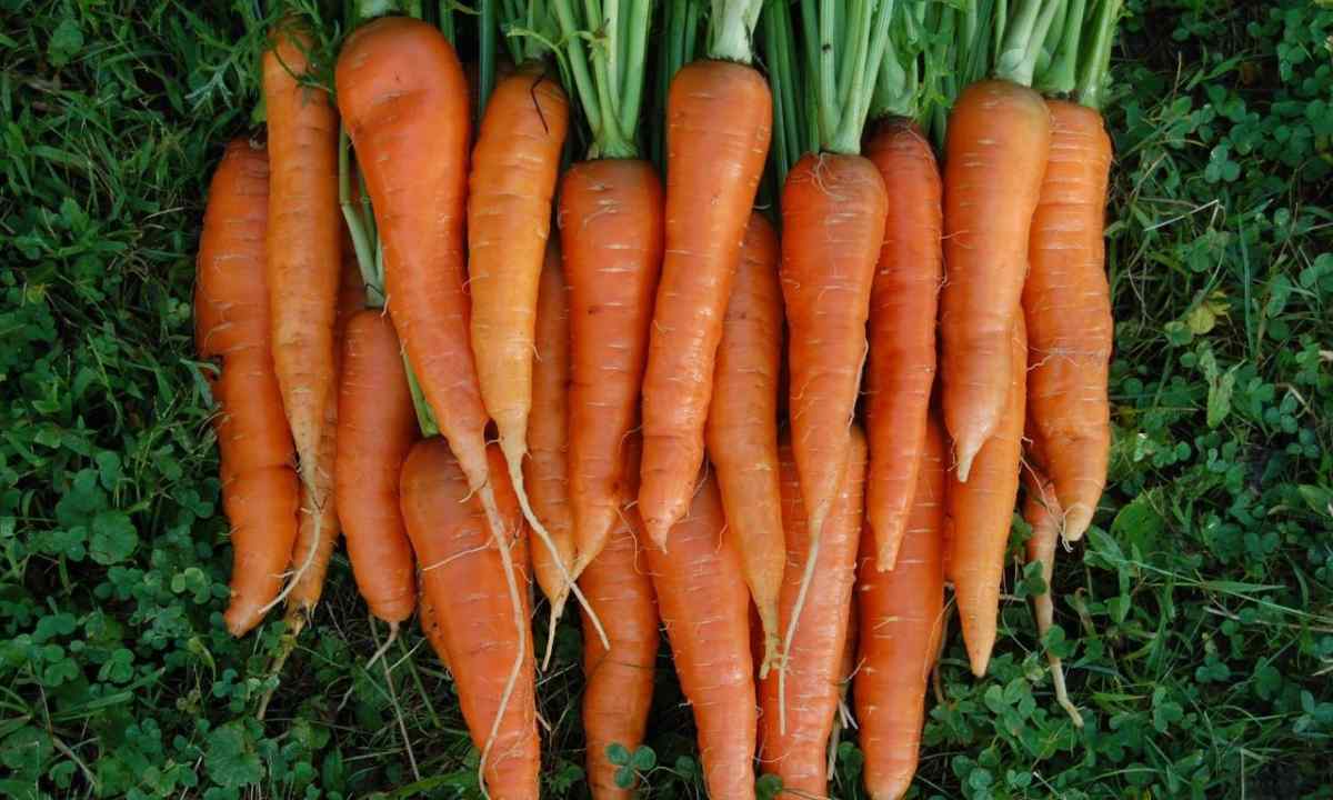 How to choose the best seeds of carrots