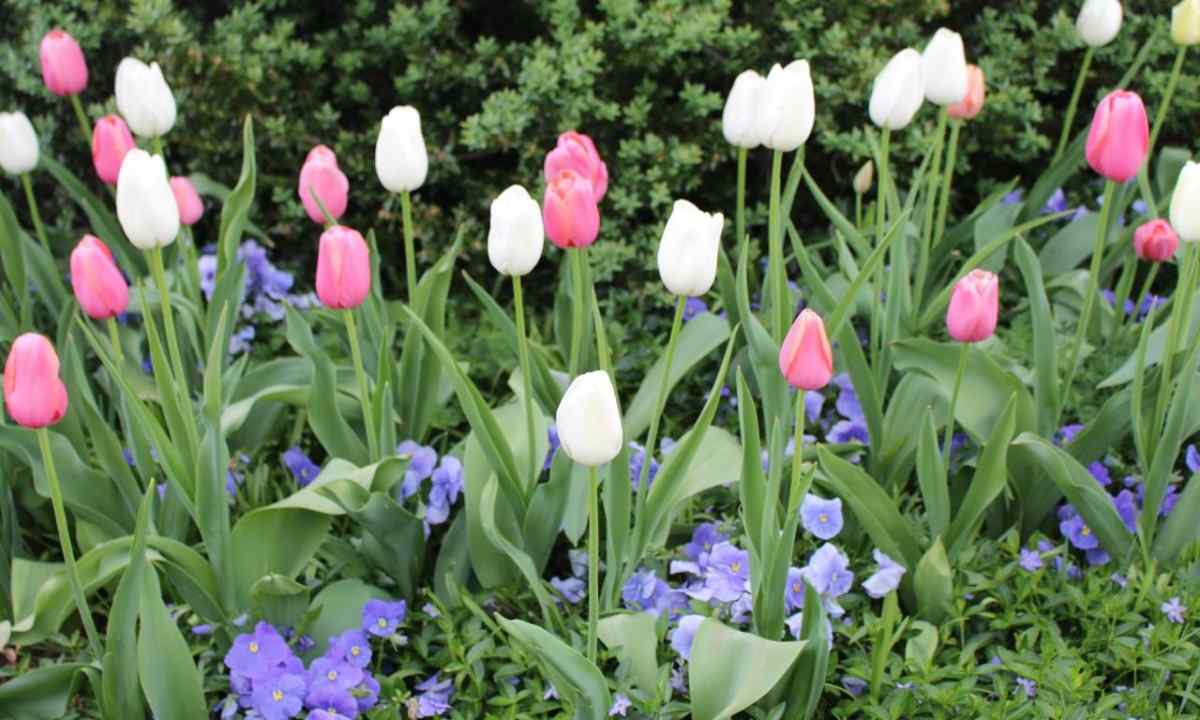 When to plant tulips in the spring
