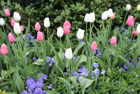 When to plant tulips in the spring