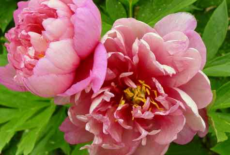 How to plant peonies in the fall