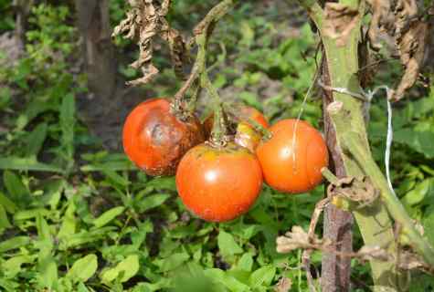How to treat phytophthora of tomatoes