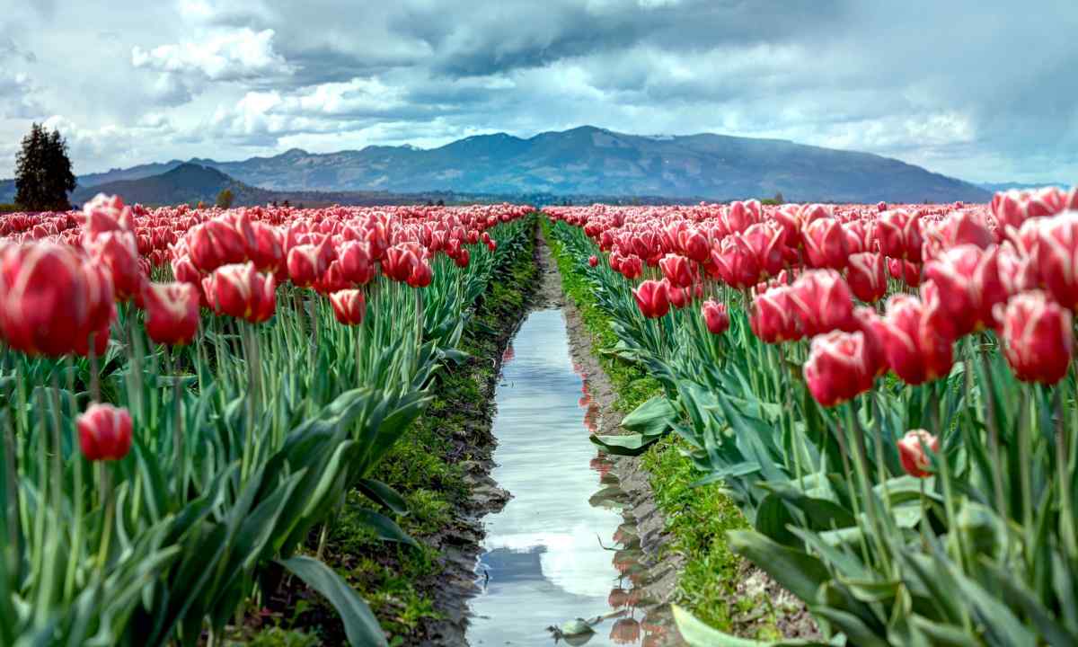 It is time to plant tulips
