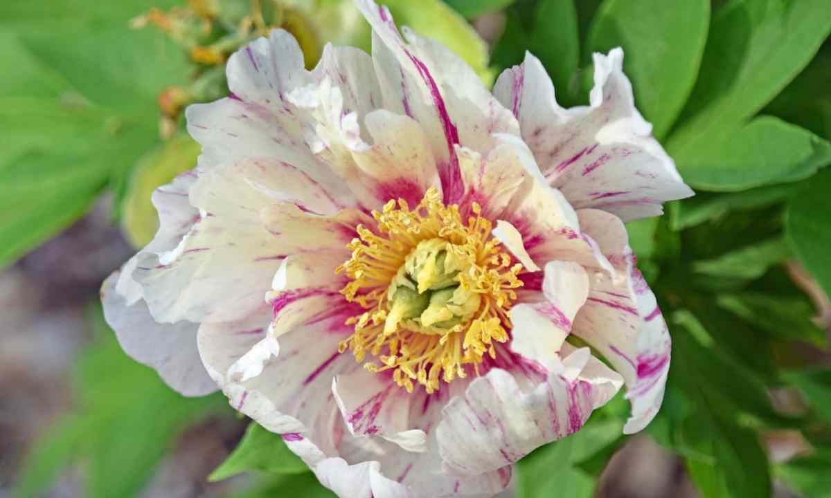 How to look after peonies after blossoming