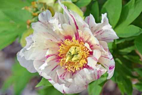 How to look after peonies after blossoming