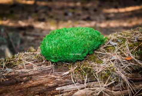 How to get rid of moss on the site