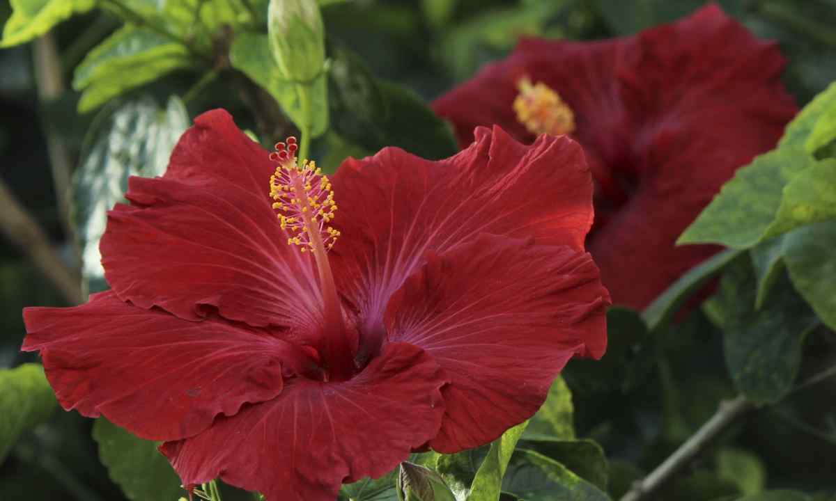 As the hibiscus breeds