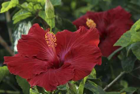 As the hibiscus breeds