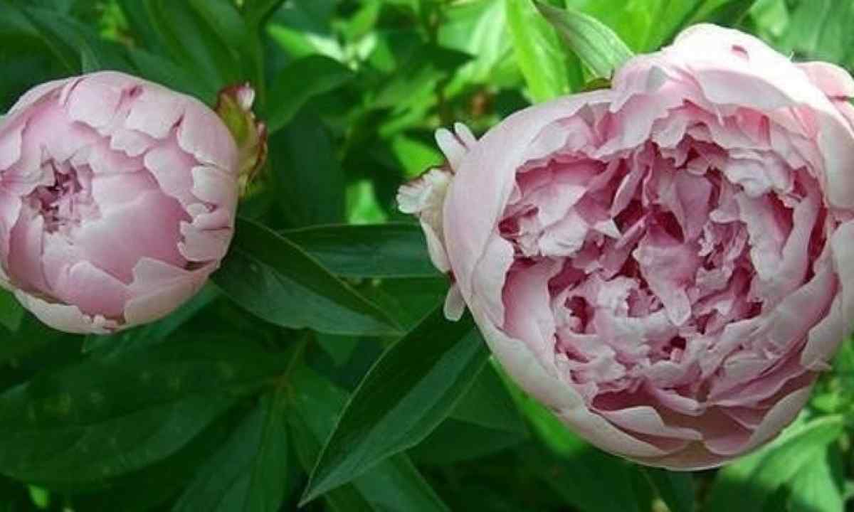 10 reasons for which peonies do not blossom