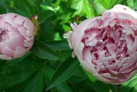 10 reasons for which peonies do not blossom