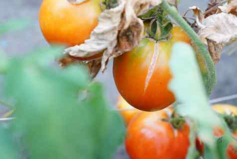 Main diseases of tomatoes: as to treat them