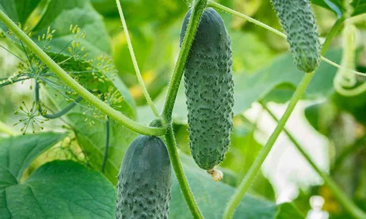 How to grow up cucumbers on warm ridge