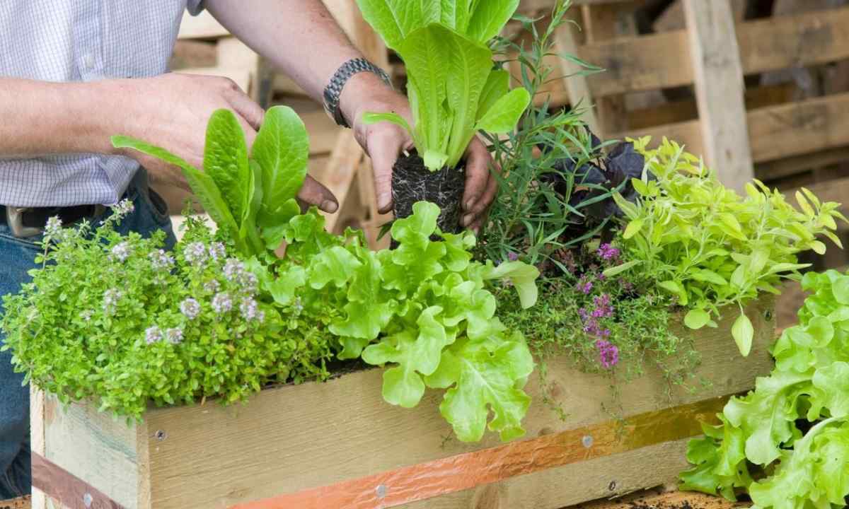 How to make kitchen garden