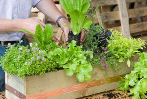 How to make kitchen garden