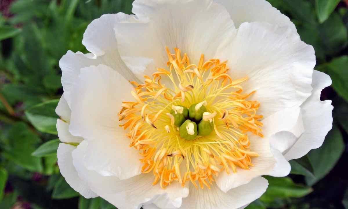 As it is correct to separate peony bush