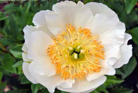 As it is correct to separate peony bush