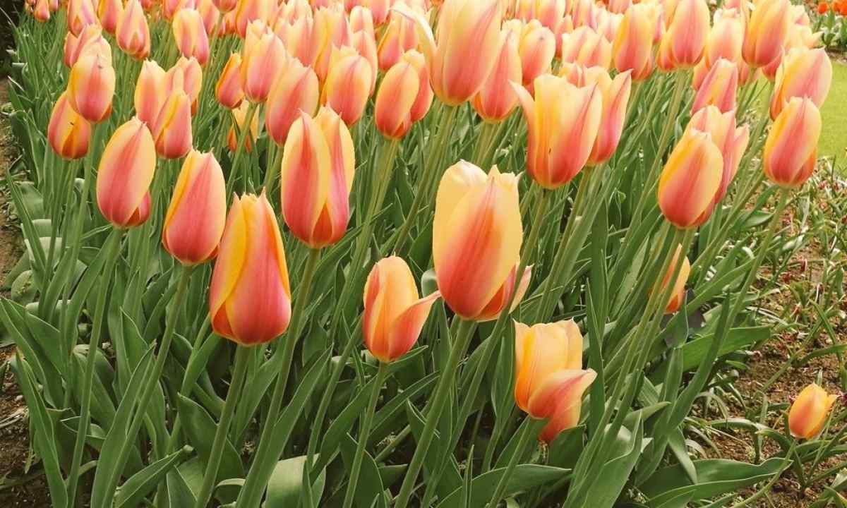 How to grow up beautiful tulips