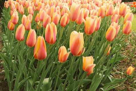 How to grow up beautiful tulips