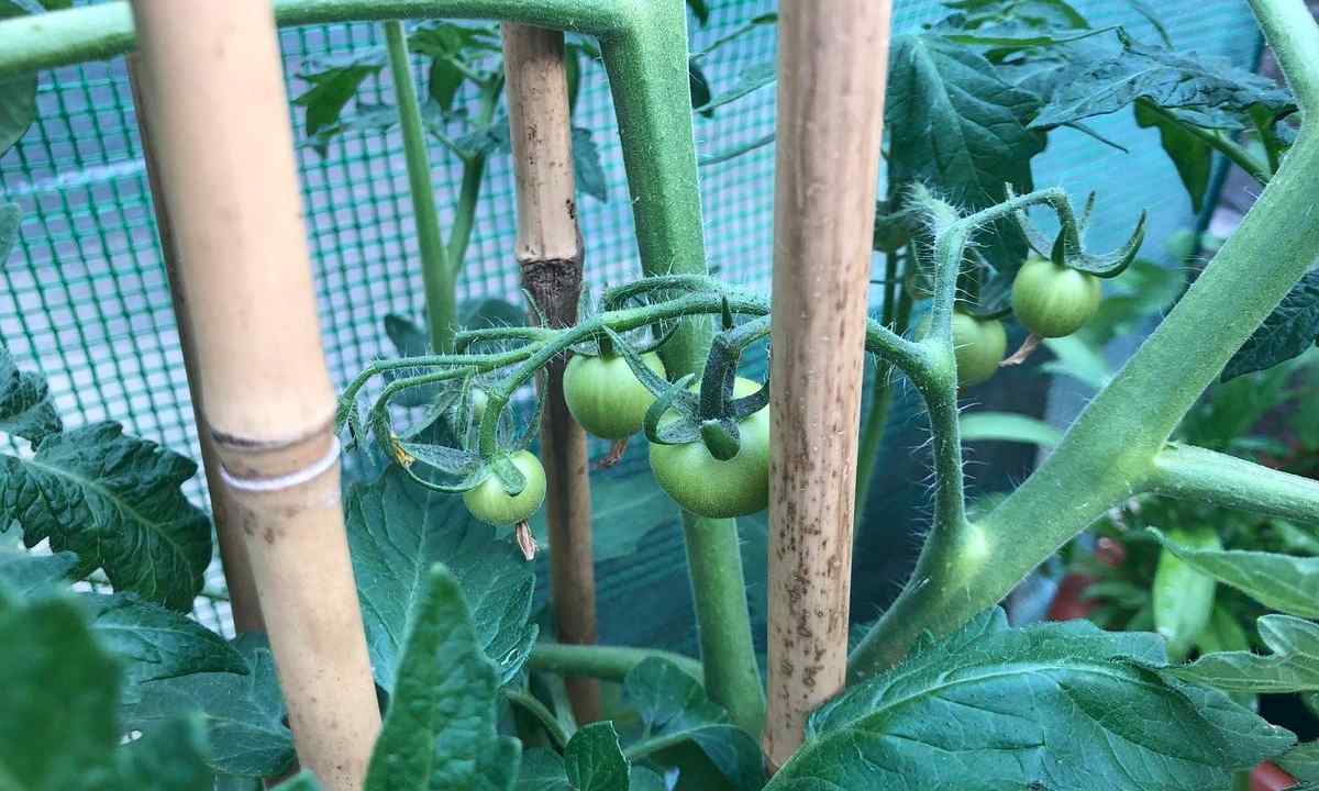 What to do if on tomatoes black midge