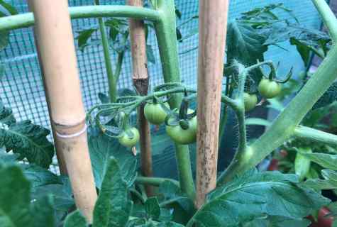 What to do if on tomatoes black midge