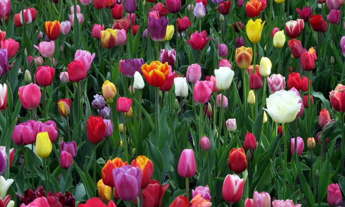 How to grow up tulips