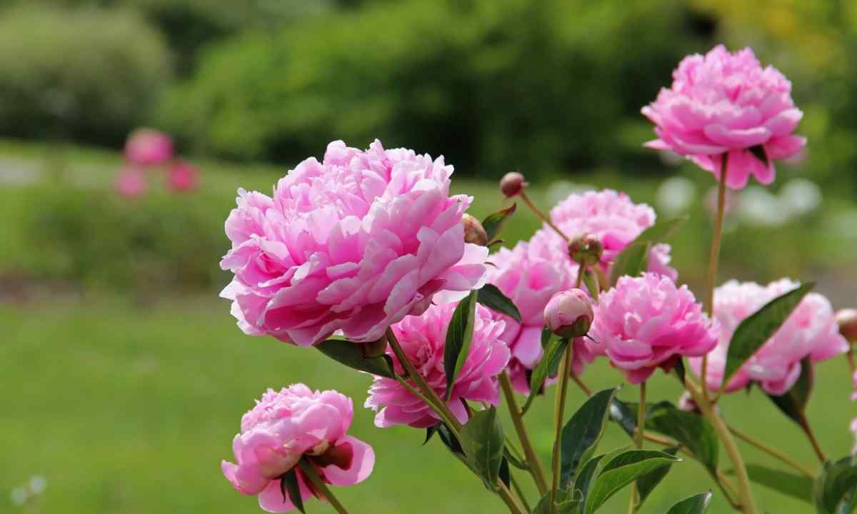Peonies: secrets of magnificent blossoming