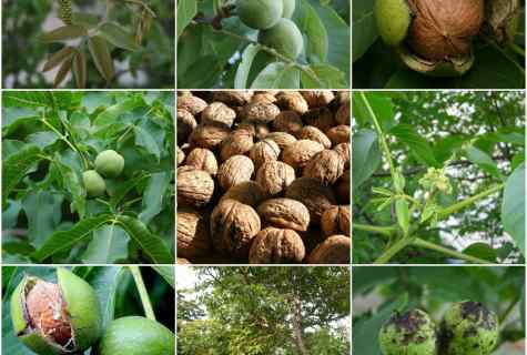 How to plant walnut