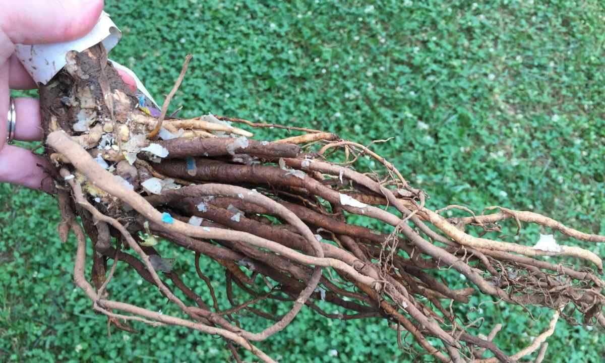 How to plant purchased rose that it has taken root