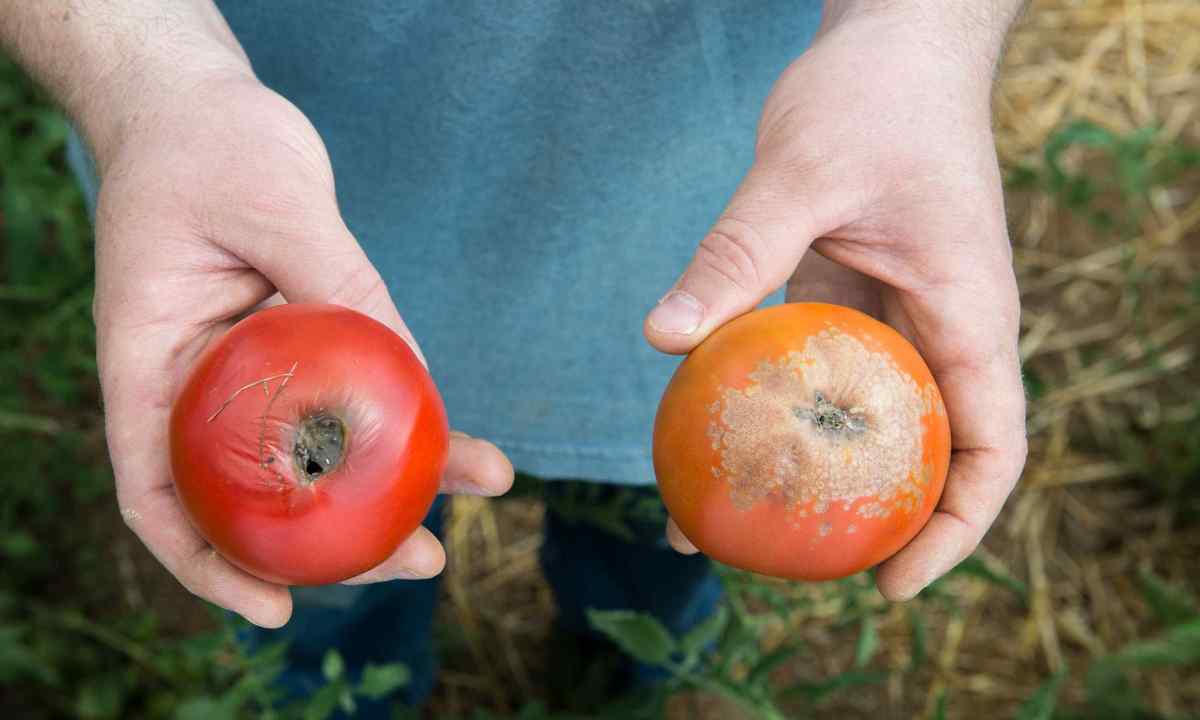Main diseases of tomatoes