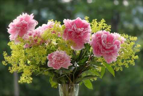 How to plant peonies