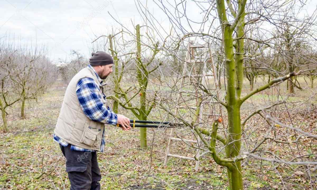 How and when to cut off fruit-trees