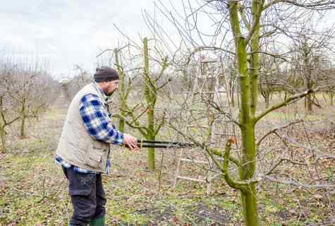 How and when to cut off fruit-trees
