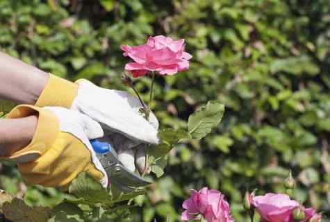 How to grow up the Dutch roses