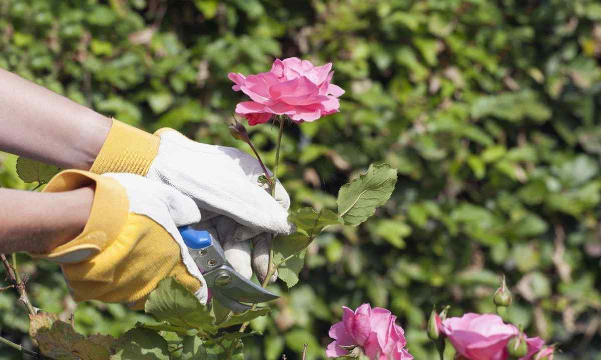 How to grow up house roses