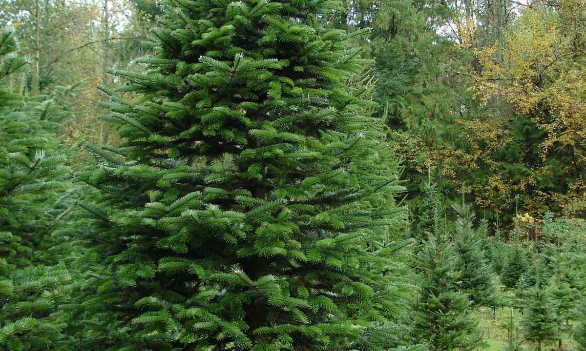 How to replace fir-tree