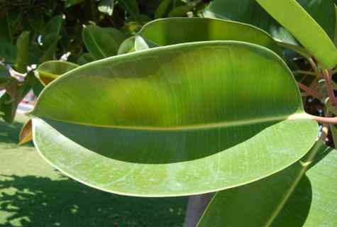 How to replace rubber-bearing ficus