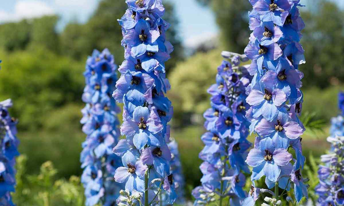How to grow up delphinium from seeds