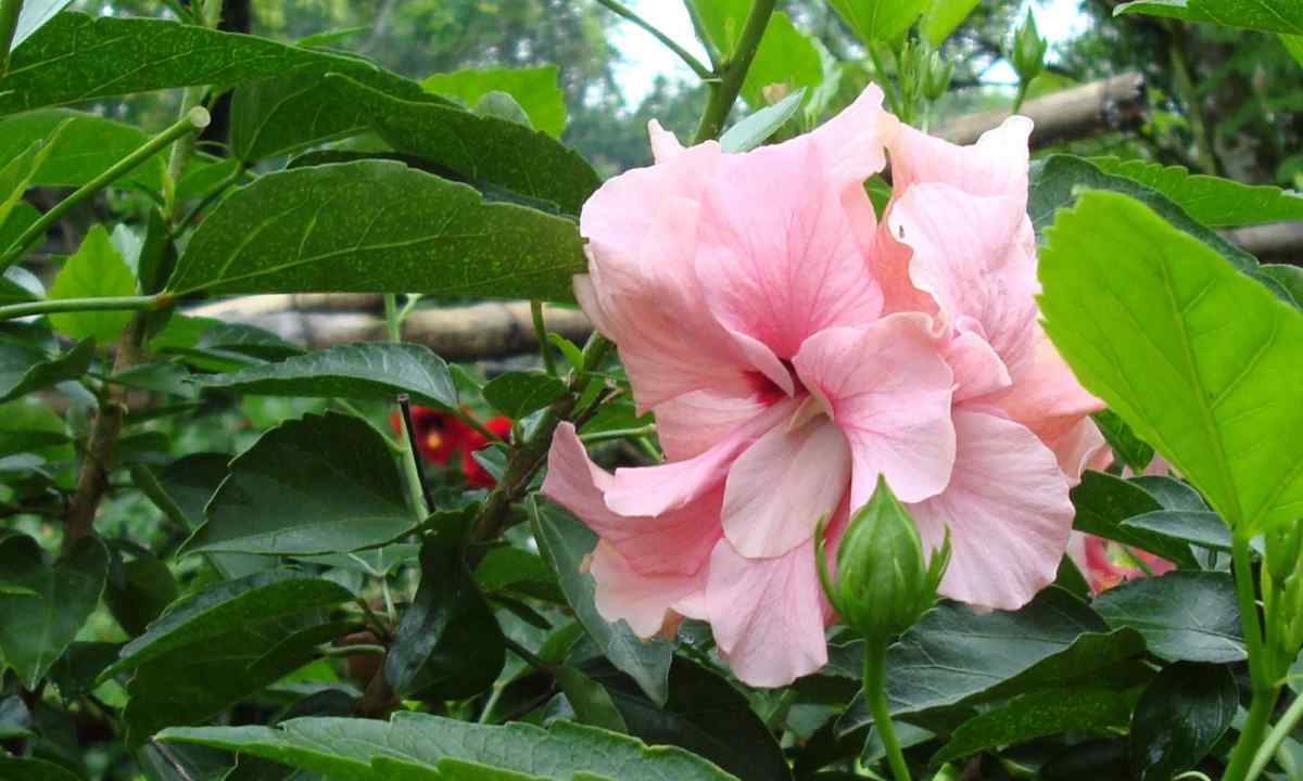 Hibiscus, or Chinese rose: care in house conditions