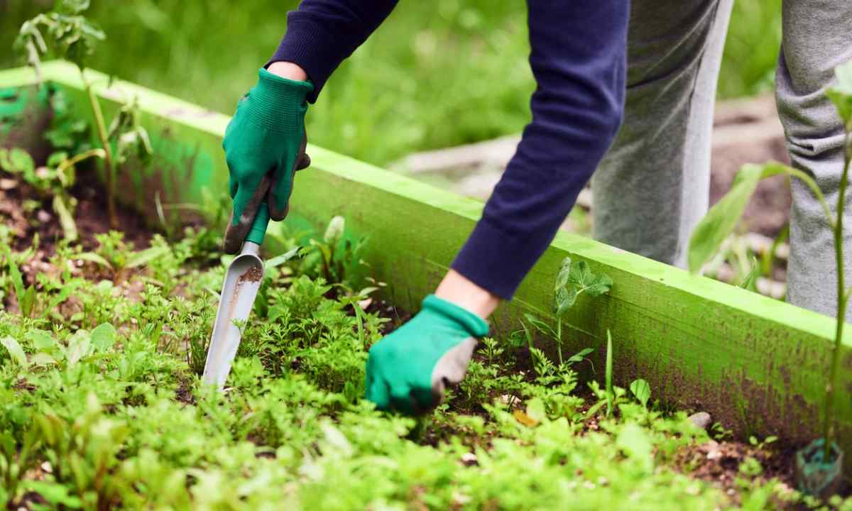How to get rid of weeds on kitchen garden or giving